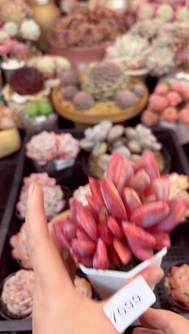 【闪购商品】7099双头香槟多肉