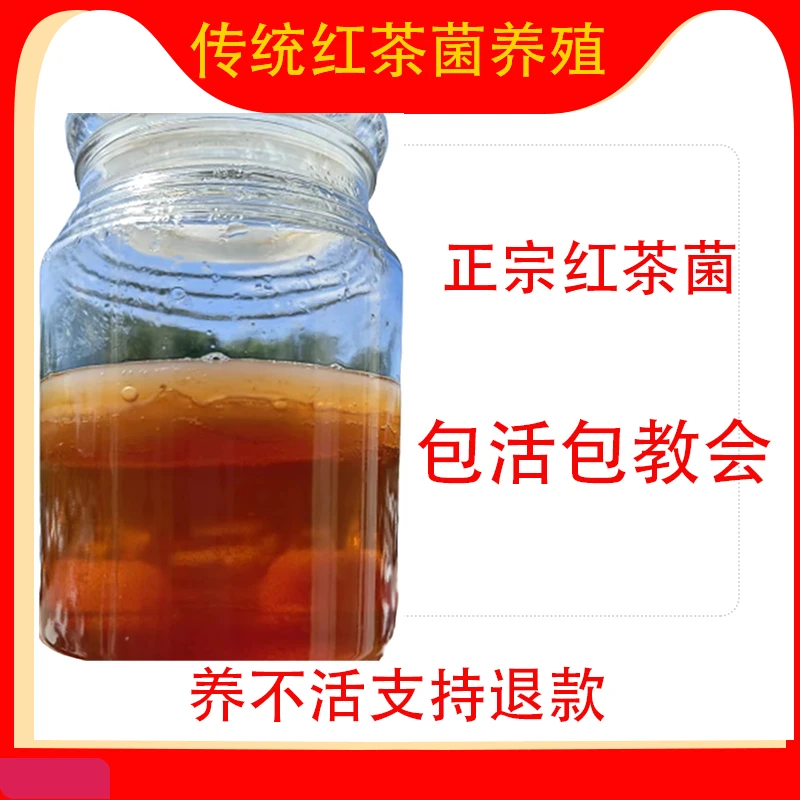 红茶菌无膜老胃宝养胃护胃海宝观赛搭子醋蛾子康普茶液体原液