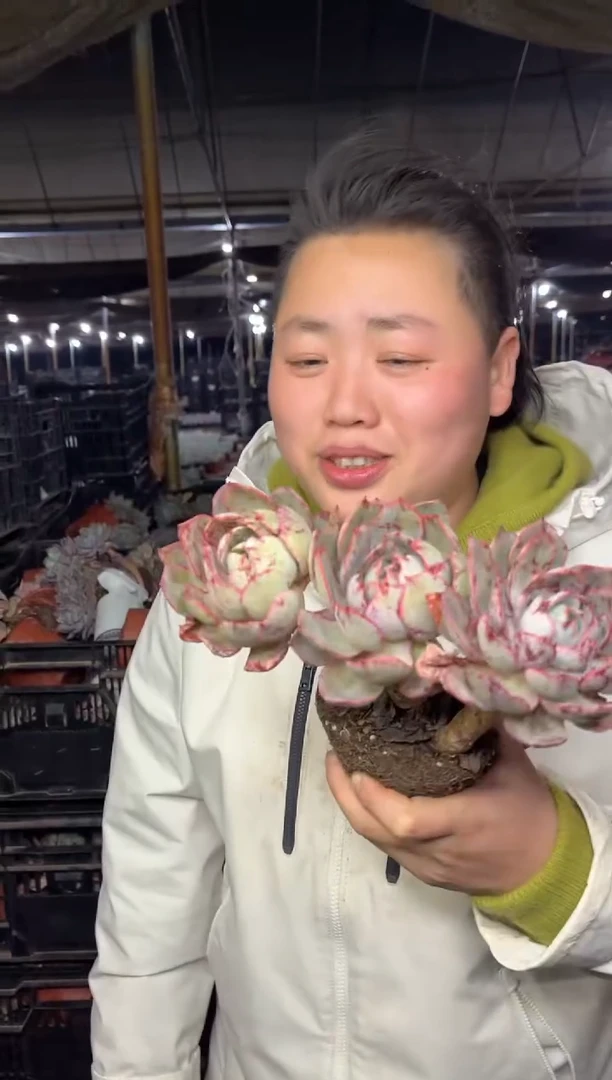 【闪购商品】48-三头起粗腿赫拉6.8