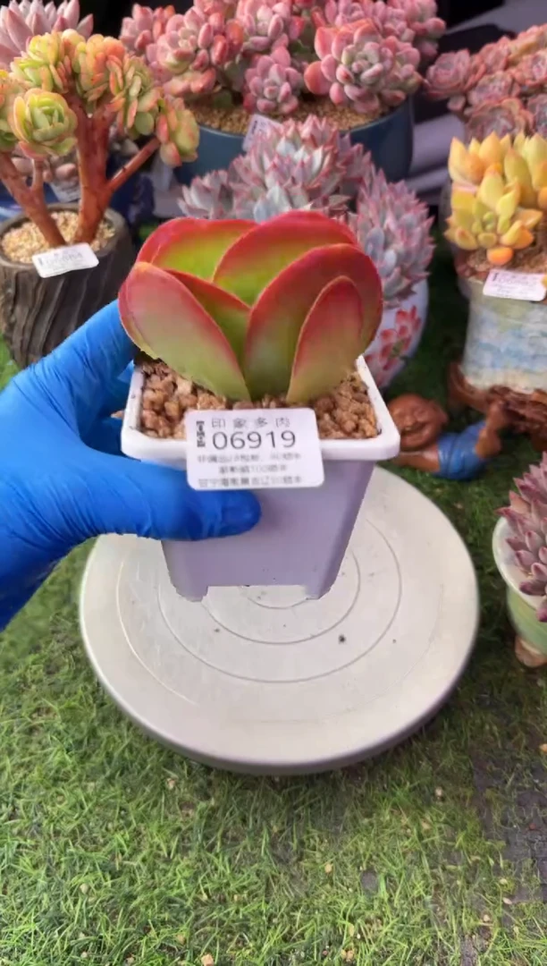 昆明印象多肉06919