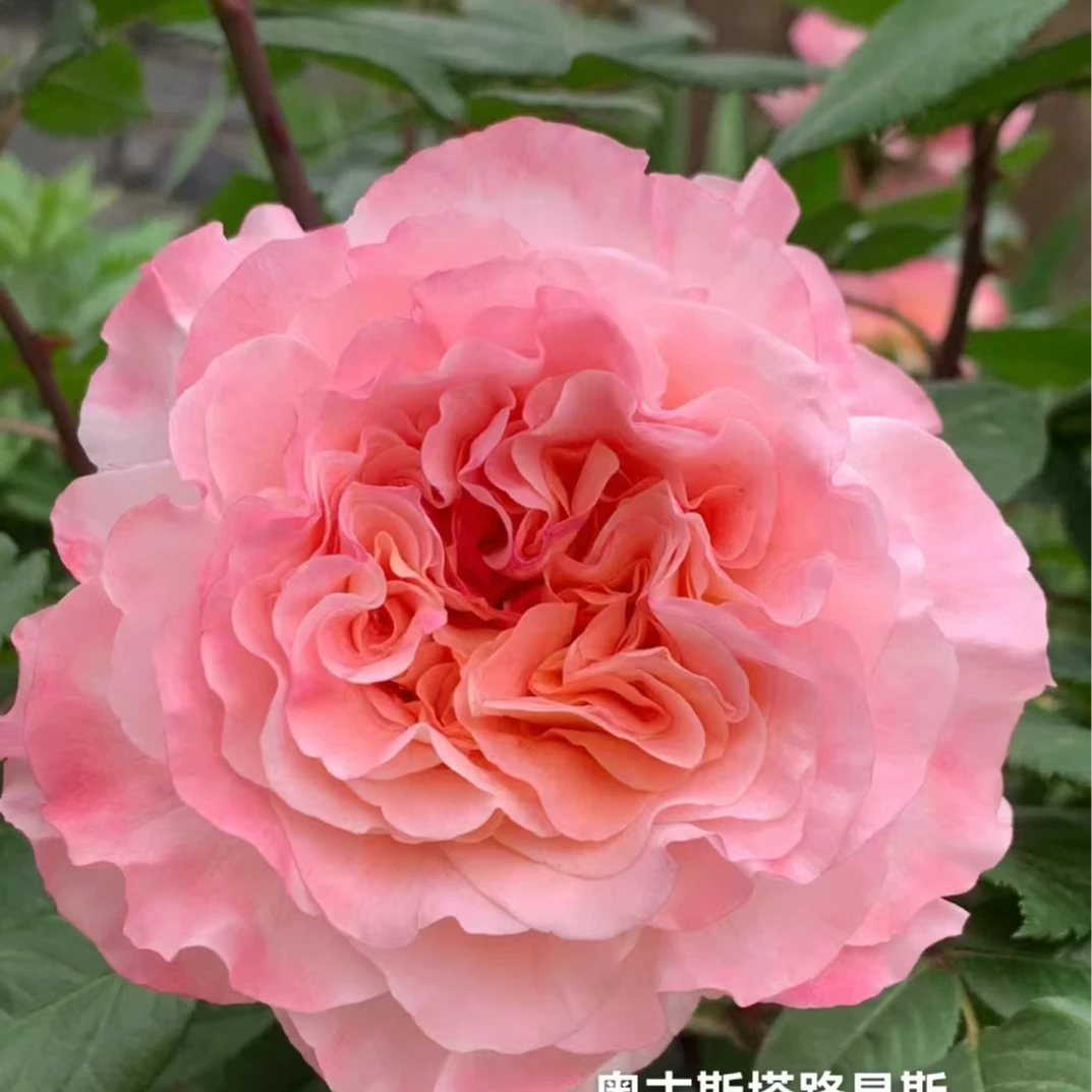 奥古斯塔路易斯 中苗四季开花浓香月季