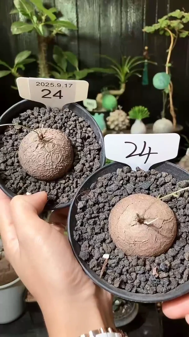 24号917福利南非龟甲龙买1个送1个