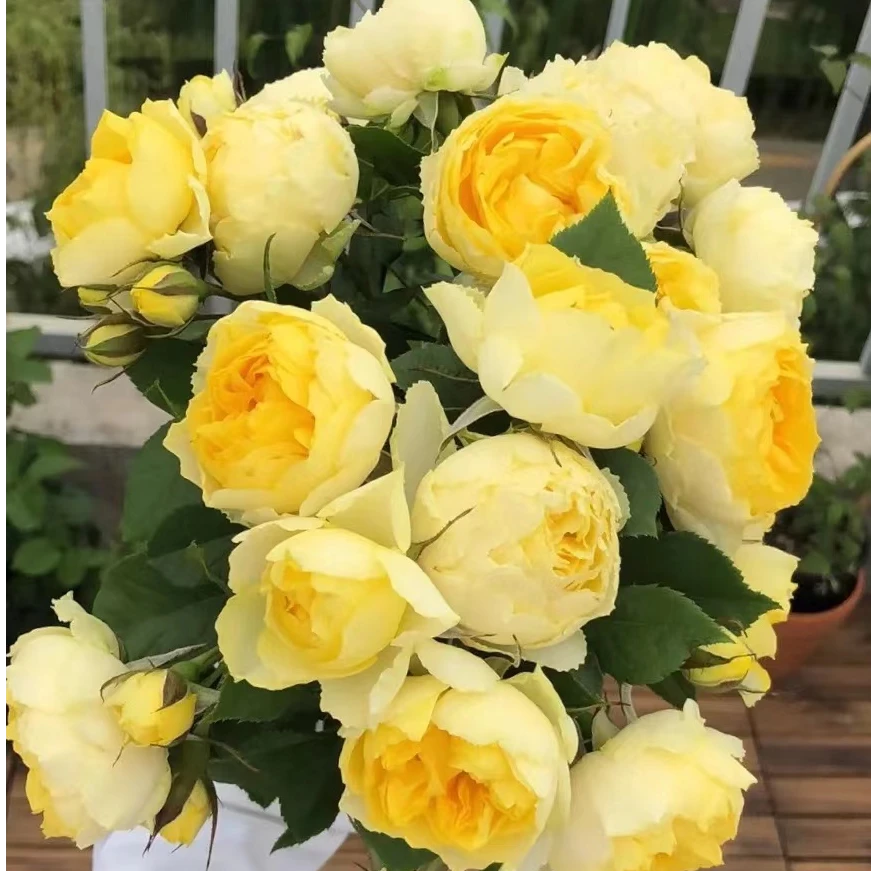【金色奶黄包】四季开花奶黄包花型趣味性强阳台庭院月季盆栽