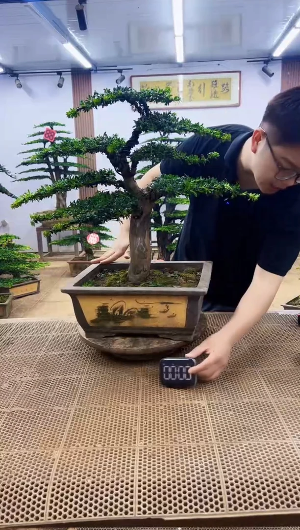 无花朵00000000000