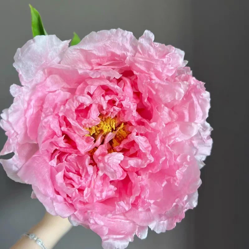 国产品种 肉芙蓉 一物一拍 现发肥料