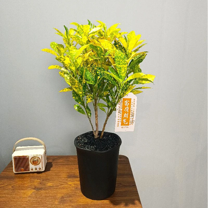洒金榕桌面绿植带盆种好观叶好养植物盆栽