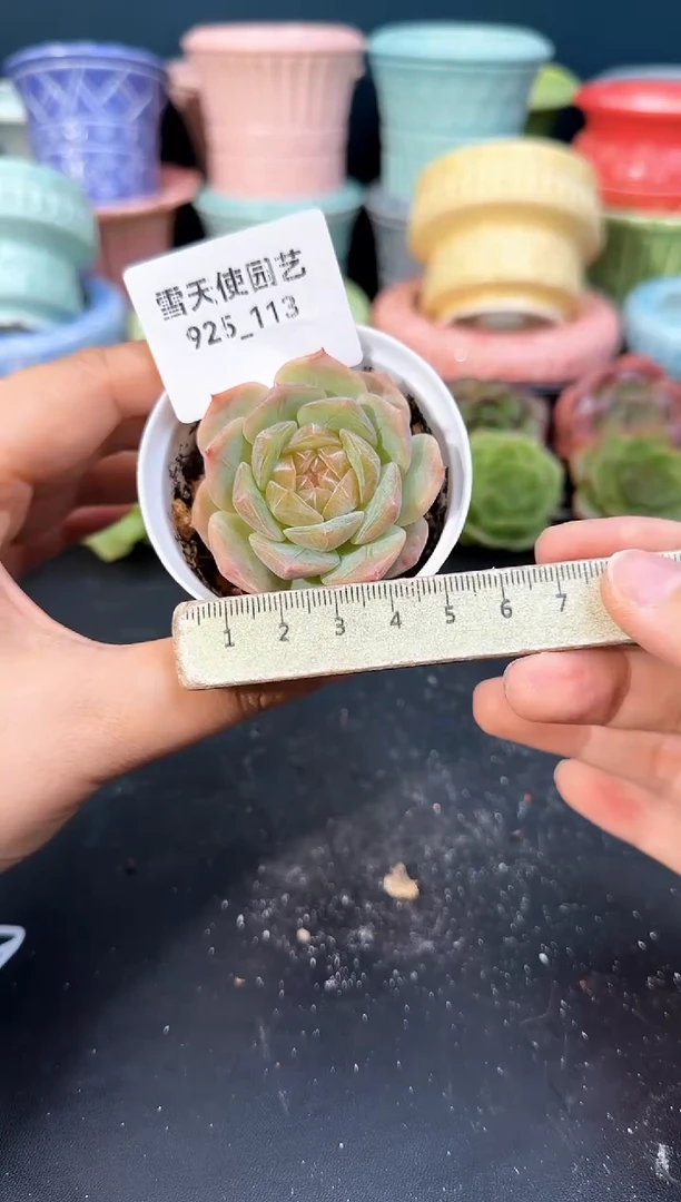 925-113青山（冠幅5cm）