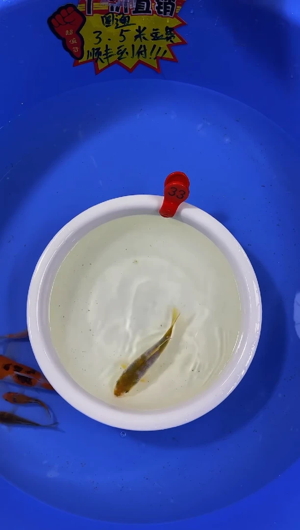 锦鲤活体二号链接