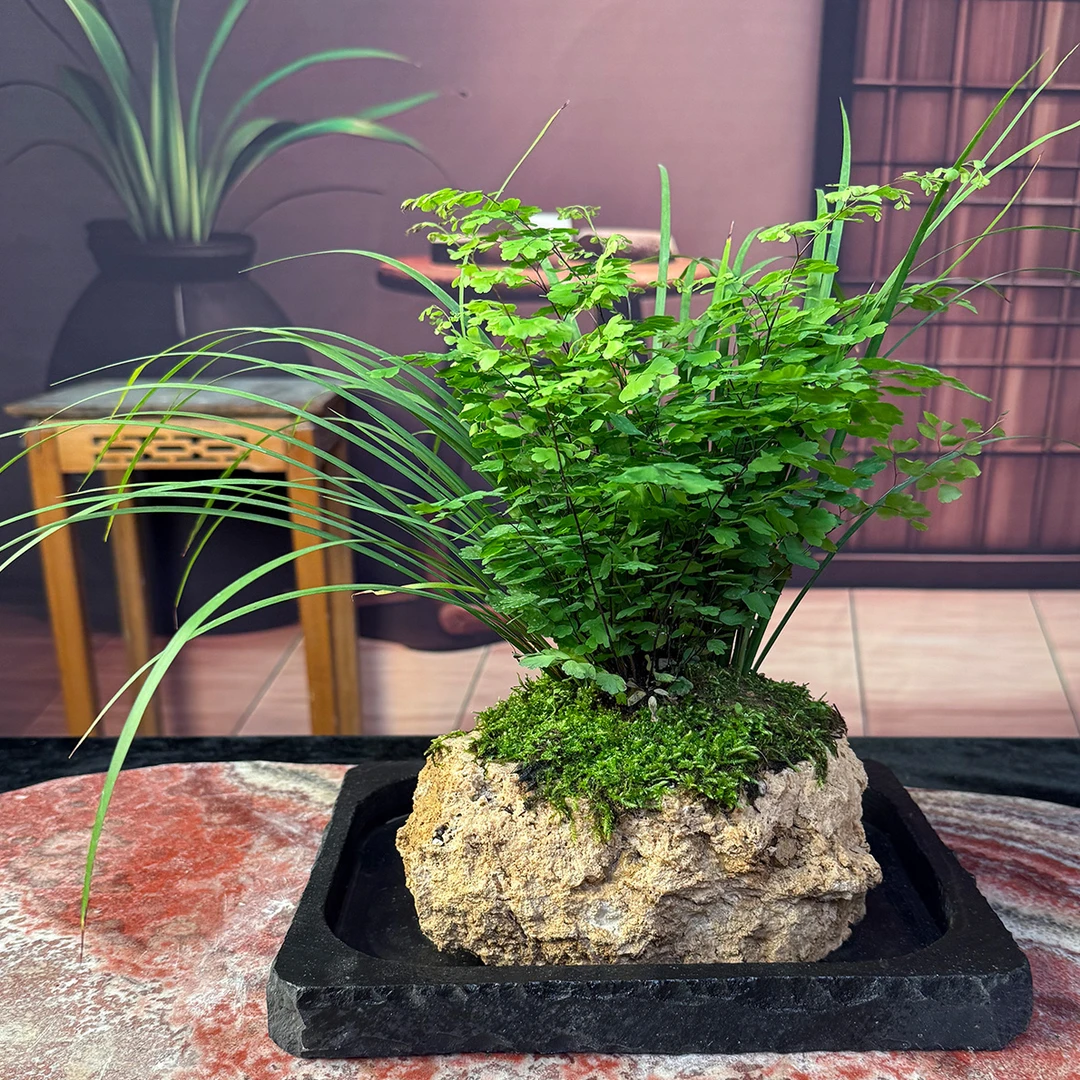 吸水石铁线蕨菖蒲组合盆景蕨类植物盆景室内盆栽好养水培植物