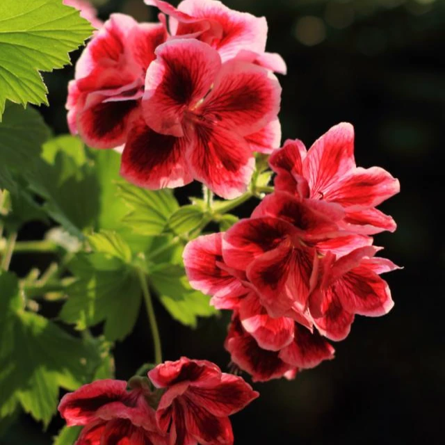 蝴蝶梅小苗五颗+有机土组合套餐