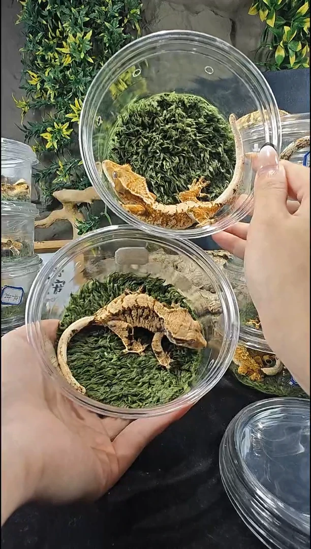 睫角守宫欢*睫角守宫24-567/24-579小老虎一对
