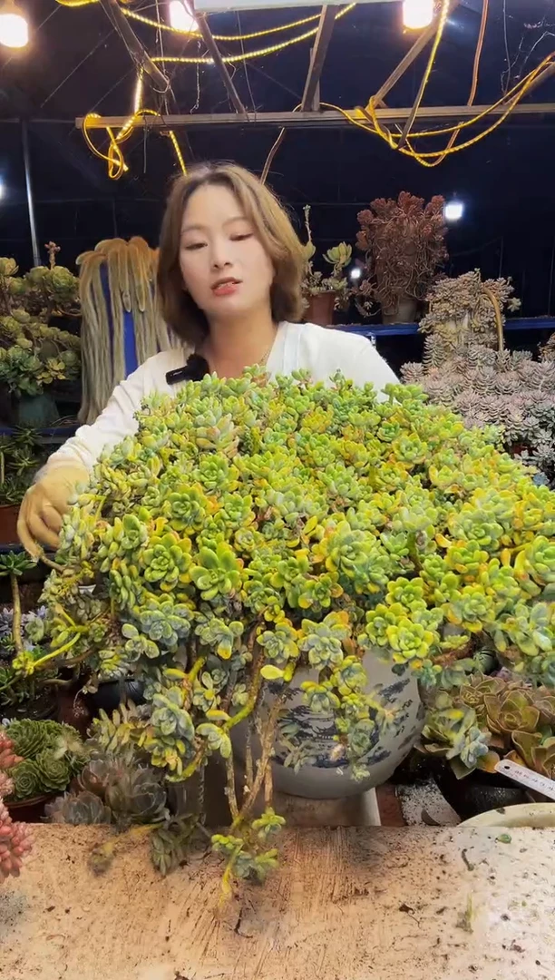娟*特大劳尔2号一物一拍