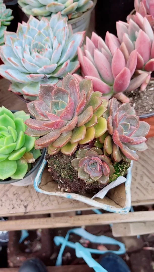 嫣*15070多肉植物一物一拍