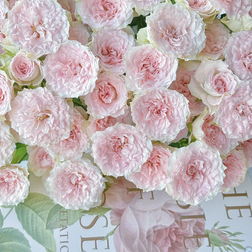 [小雨专属]A级 情迷罗拉多头玫瑰 鲜花