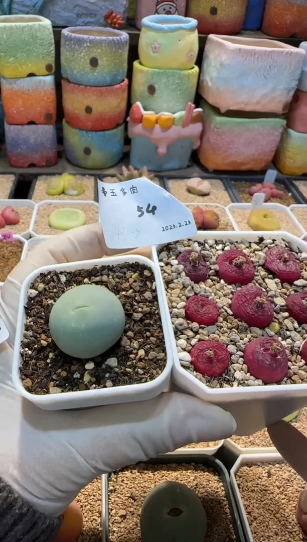 【闪购商品】25.2.25-54开心