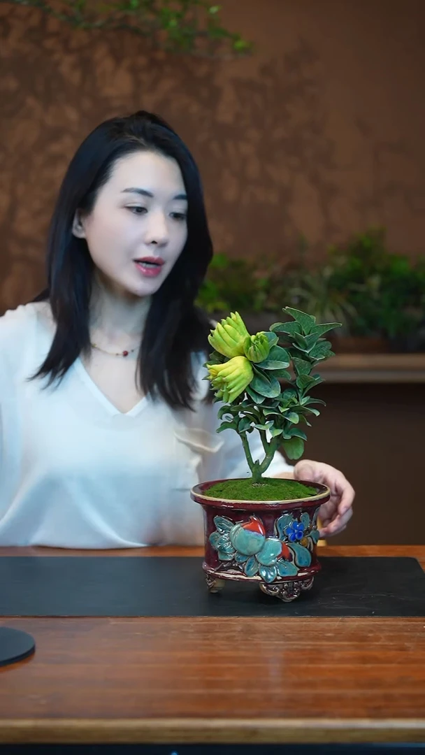 全部花朵佛手盆景盆景盆景