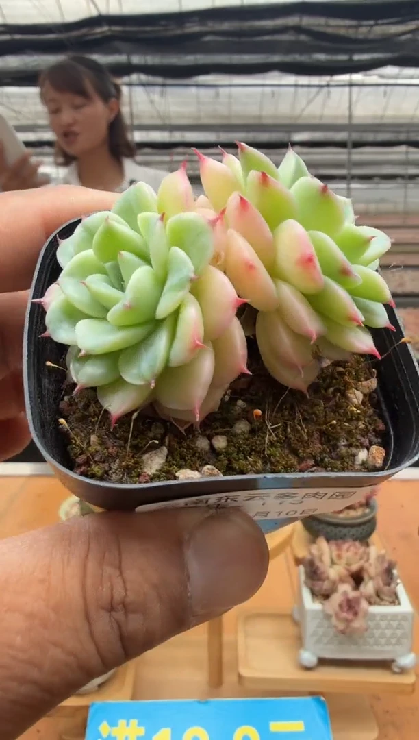 东云多肉园二店-115