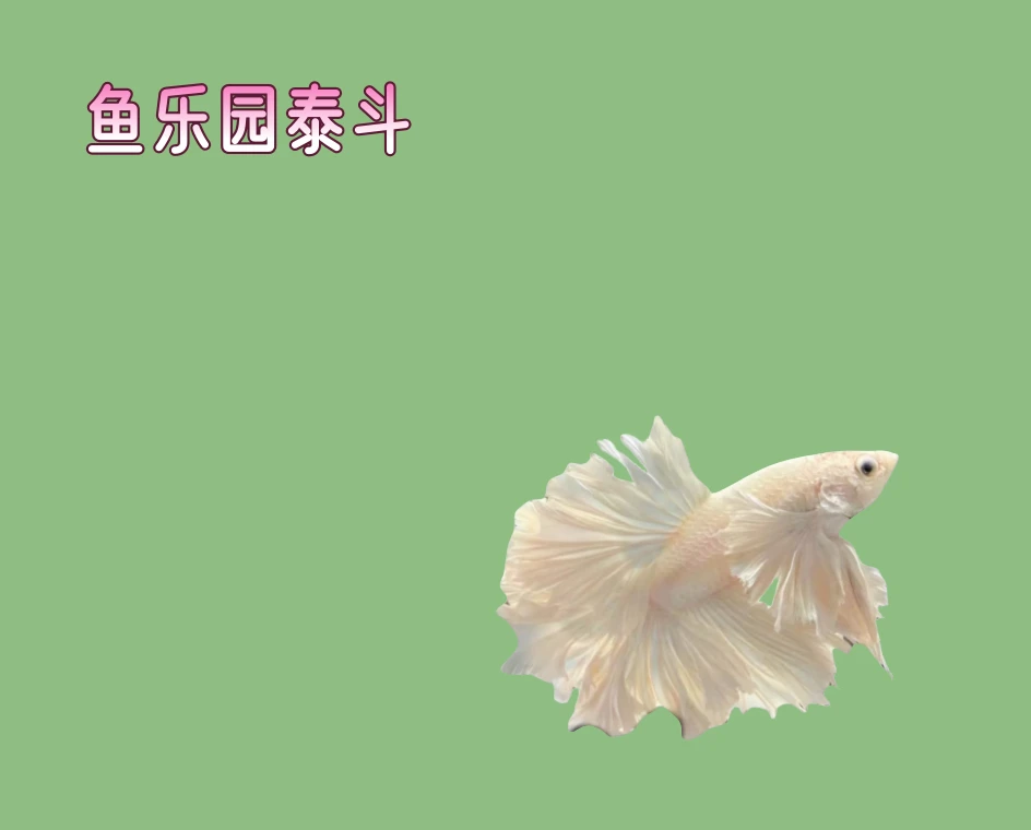 鱼乐园 A13(289-312)泰国斗鱼半月狮王小型热带鱼观赏活体发货