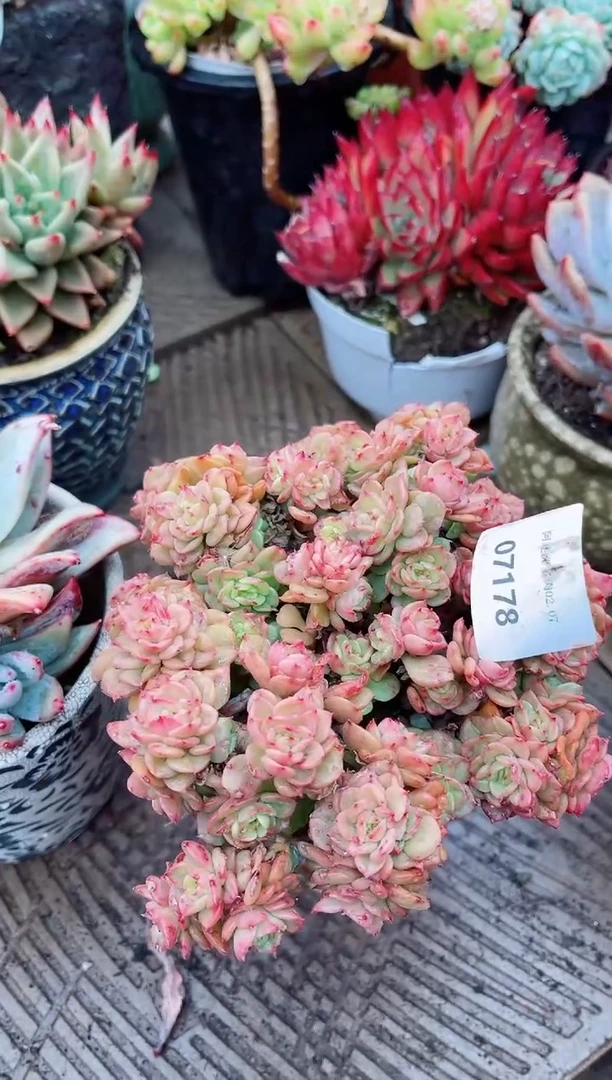 【闪购商品】07178