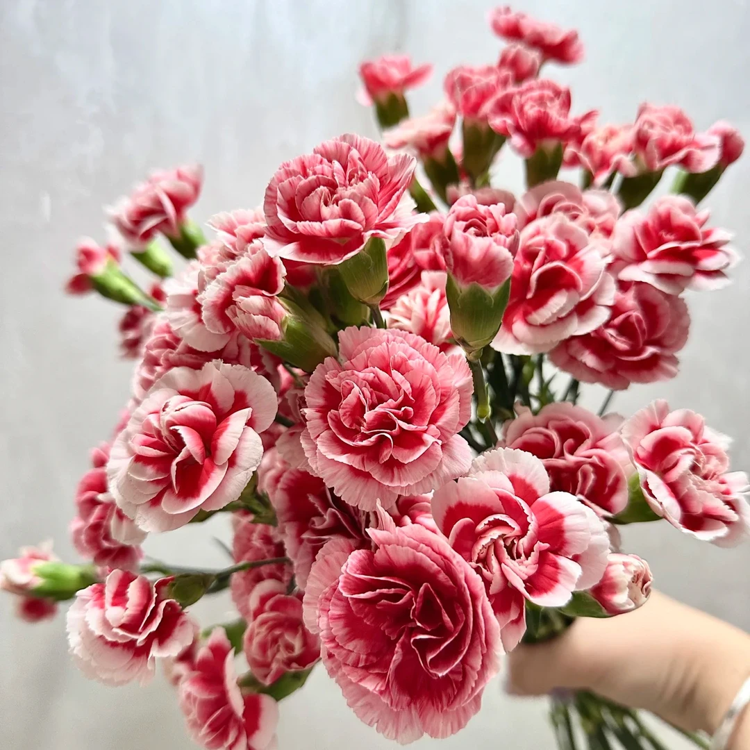 【康乃馨】浅粉渐变色浓香康乃馨盆栽室内外阳台耐高温耐冻爆花