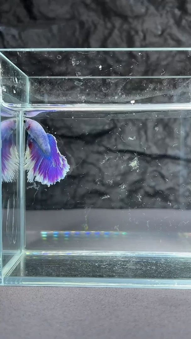 斗鱼竞拍链接A044