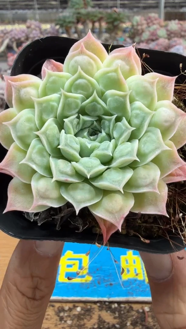 东云多肉园二店-694