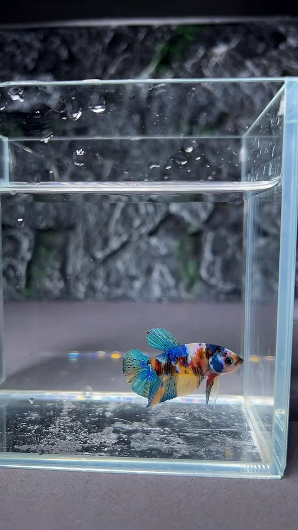 斗鱼竞拍链接A076