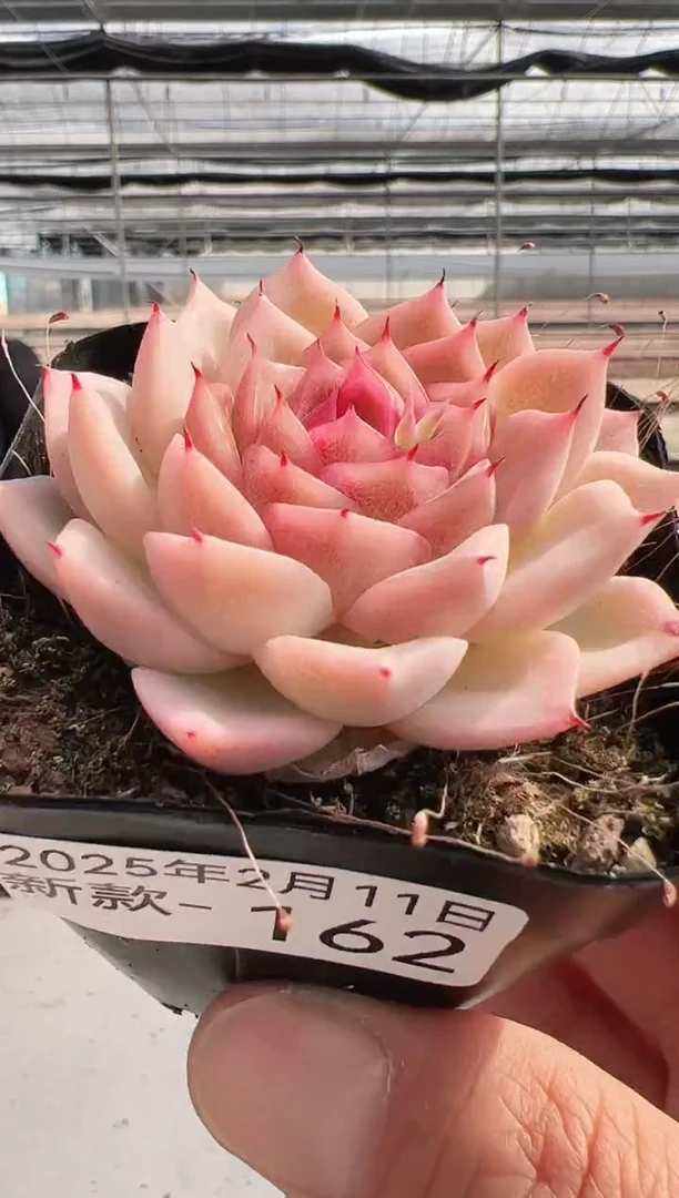 【闪购商品】新款多肉-162