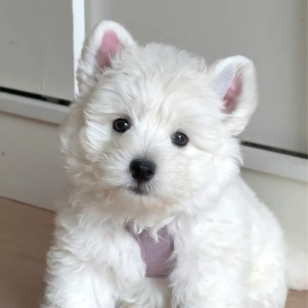 白骑士西高地幼犬选购诚意金