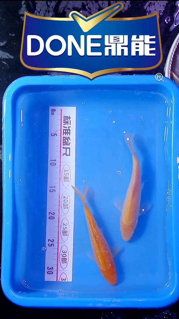 锦鲤鱼悦鱼乐直播间菁选 对版发货 10号