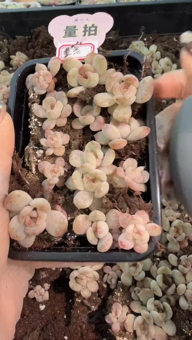 红恋切糕1盒 量拍多肉植物