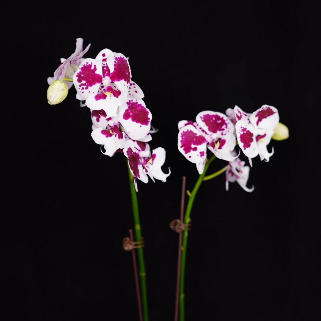 蝴蝶兰3.5寸【一千零一夜双】全花开花株发货