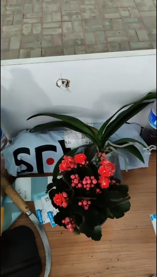 大部分开放少量花苞长寿花（单拍不发）