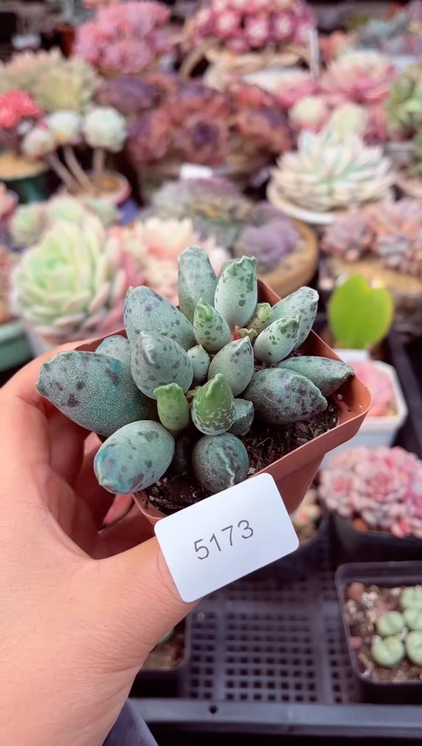 【闪购商品】5173海豹多肉