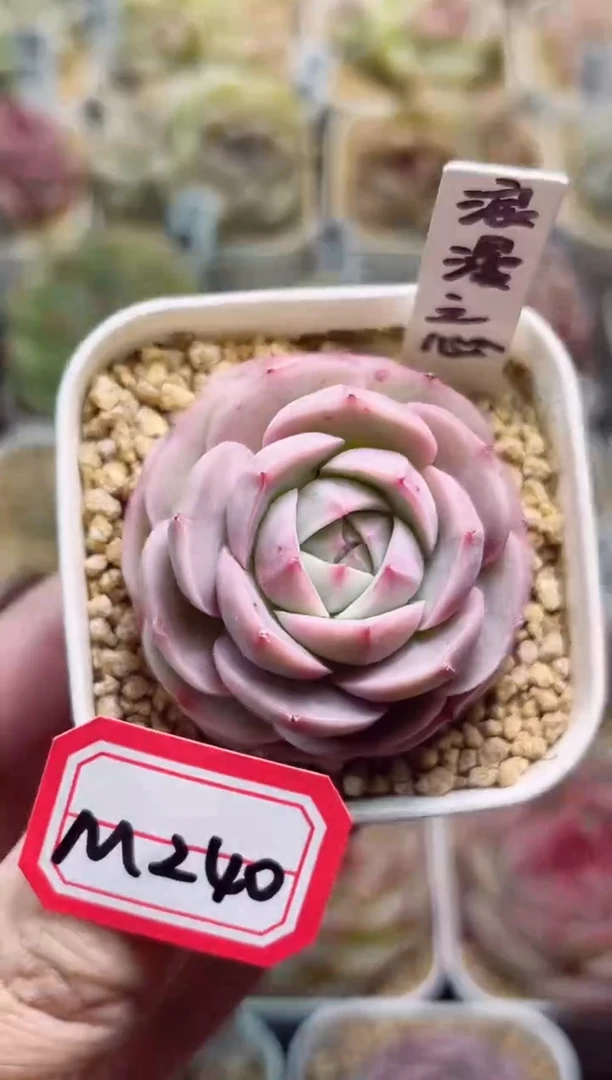 【闪购商品】M240浪漫之心一物一拍