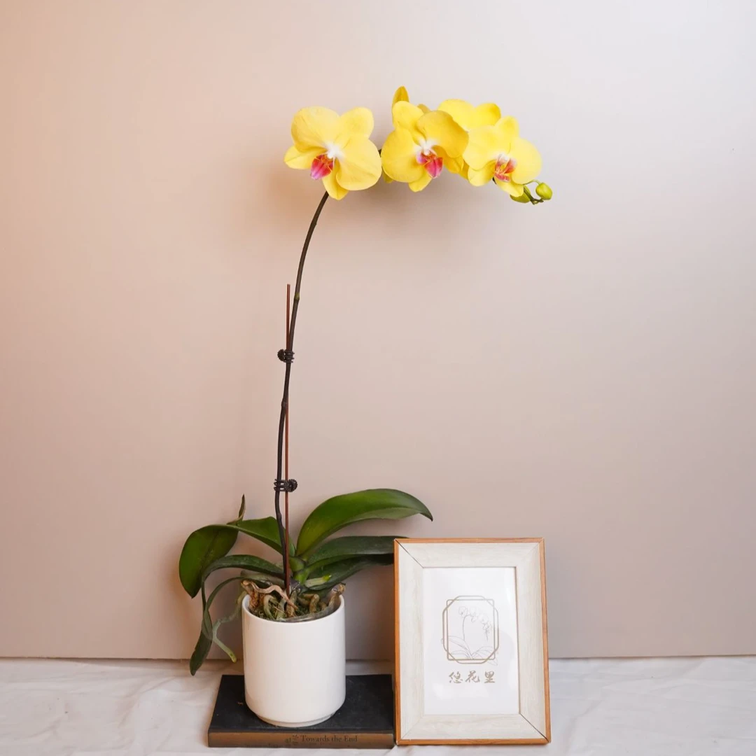 悠花里蝴蝶兰（富乐夕阳 全花）开花珠发货
