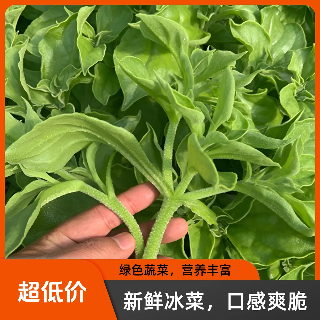寿光新鲜冰菜水晶冰草沙拉菜火锅即食生菜现采现发营养丰富