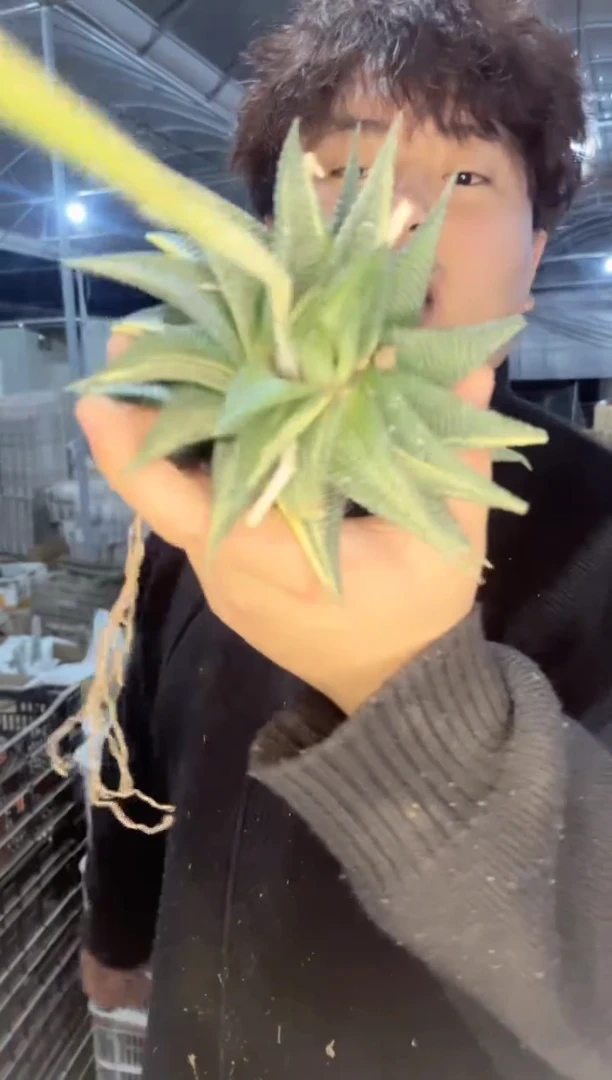 【闪购商品】3颗 琉璃殿
