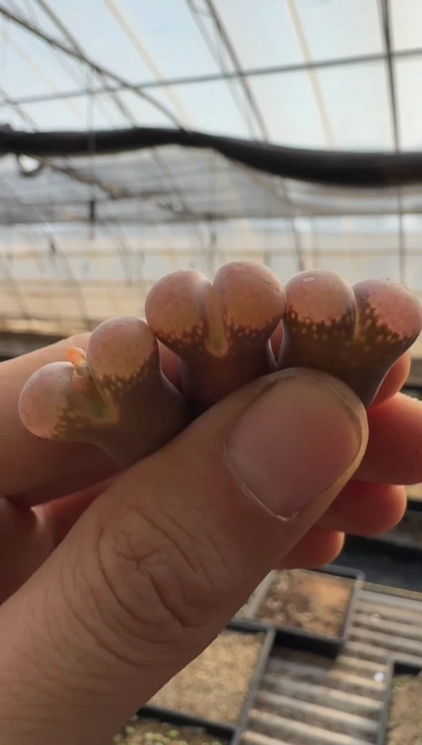 【天津专场】81多肉植物肉锥c10母本一颗