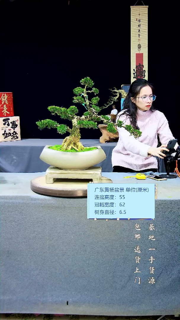 【闪购商品】黄杨盆景黄杨盆景