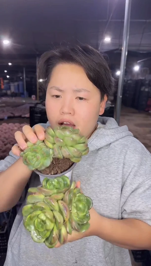 皮埃拉珍妮2颗  5