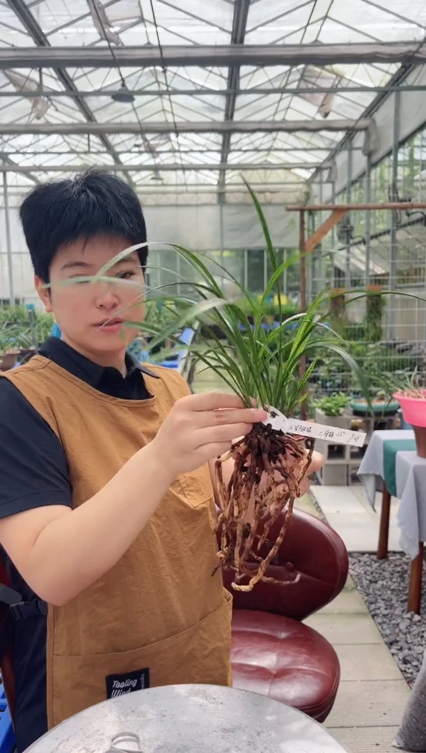 当前无花朵，栽培后可花朵人***?宋梅，，人生随缘