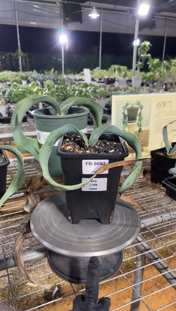 百岁兰FB-9052