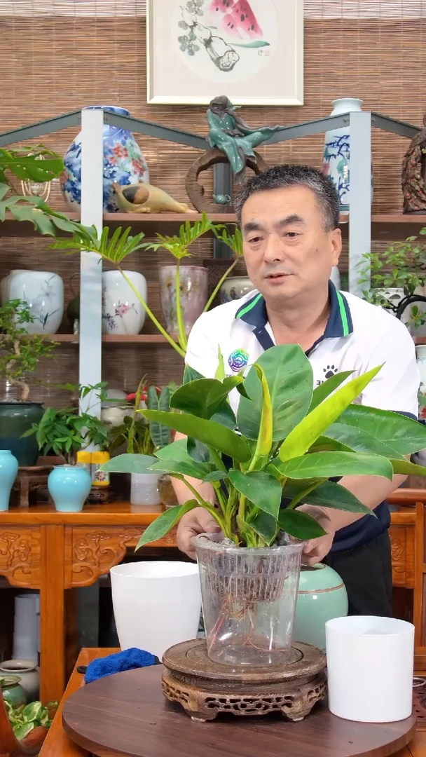 水之韵水培植物小金钻