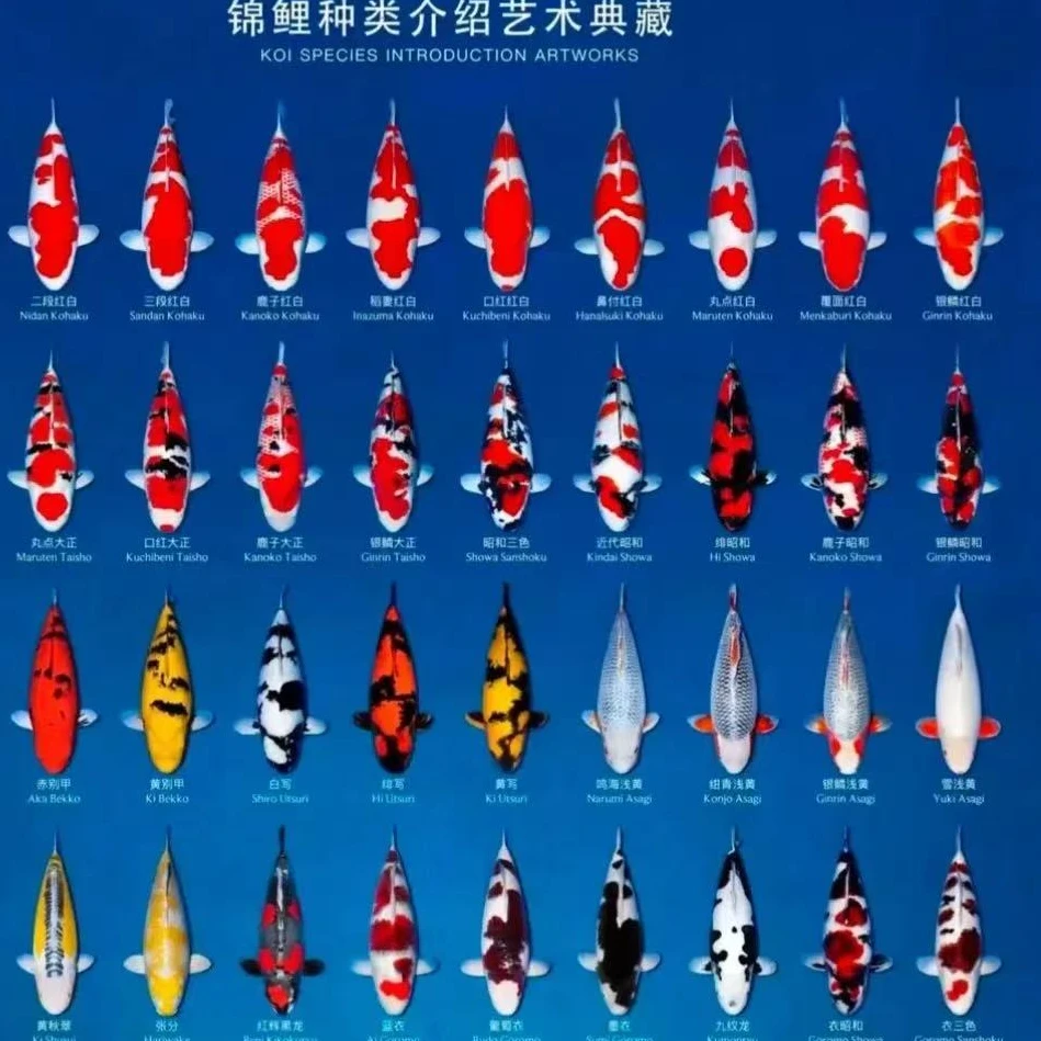 6-9厘米精品鱼苗锦鲤观赏鱼冷水鱼鱼观赏鱼淡水鱼好养耐活龙凤