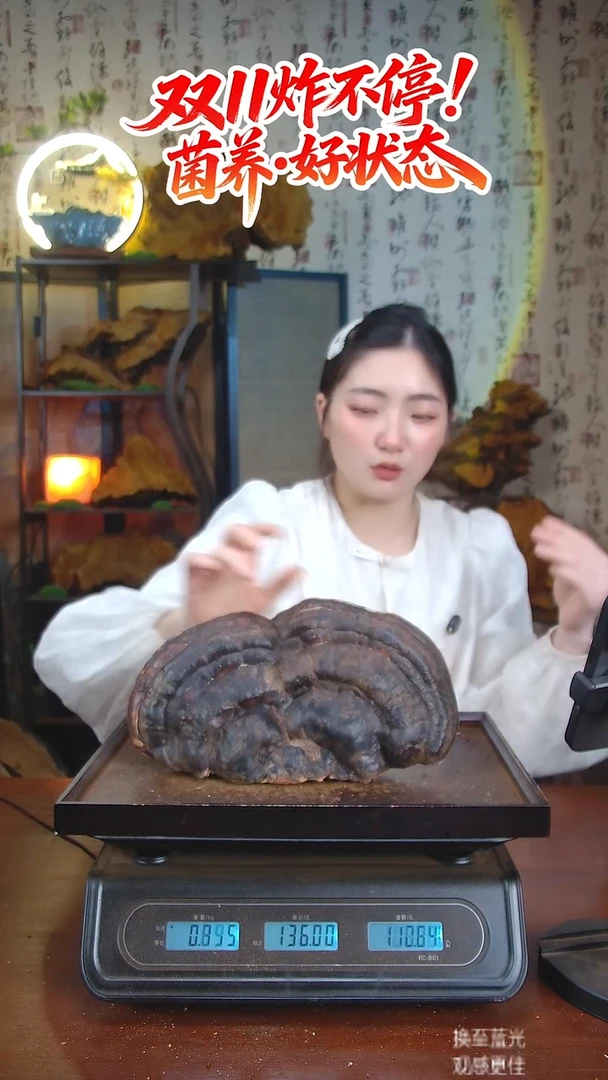 红缘拟层孔菌中国大陆【藏区 野生】红缘树舌（1.33斤）10-20年份
