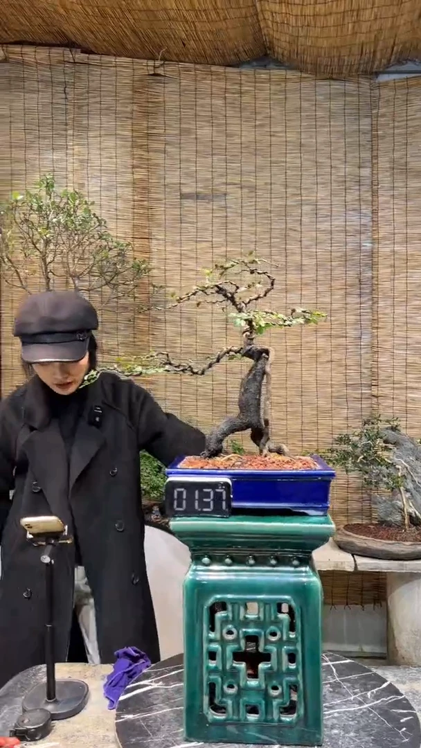 【闪购商品】海岛黑骨茶