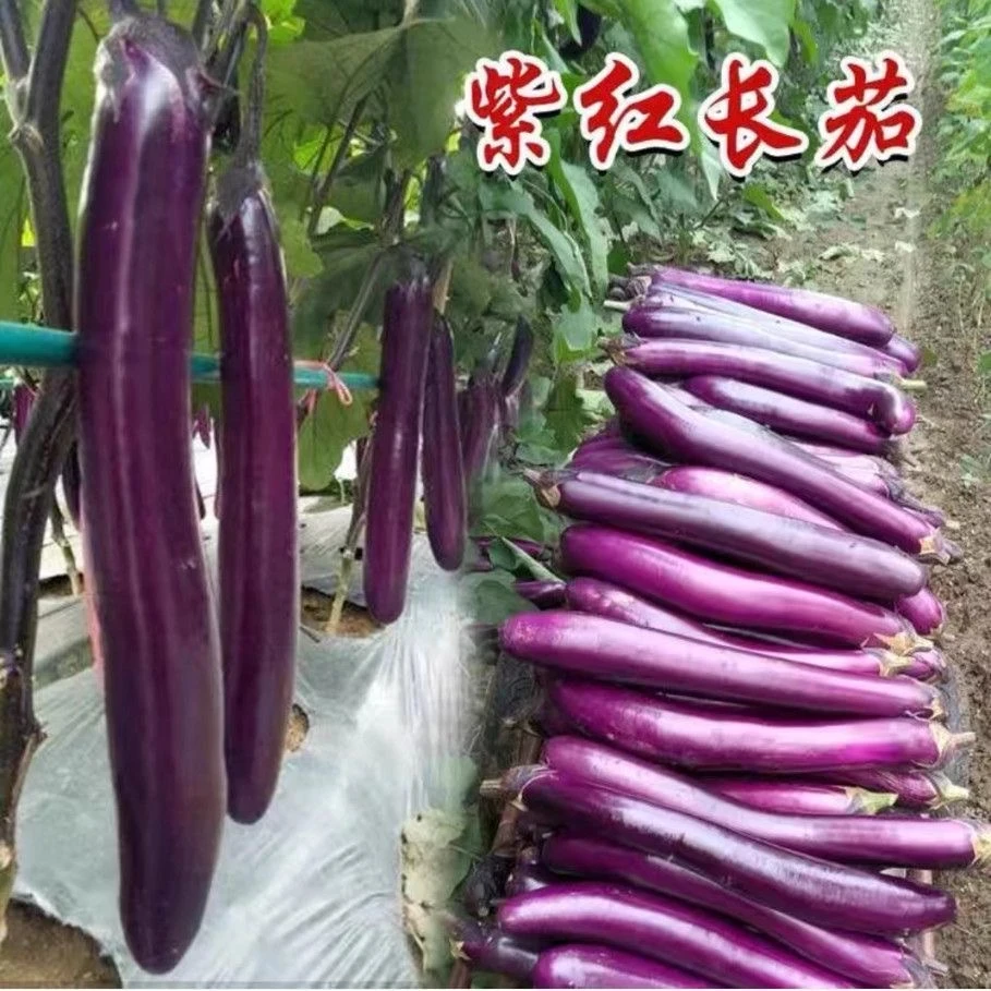 【全店满8包包邮】紫红长茄种子