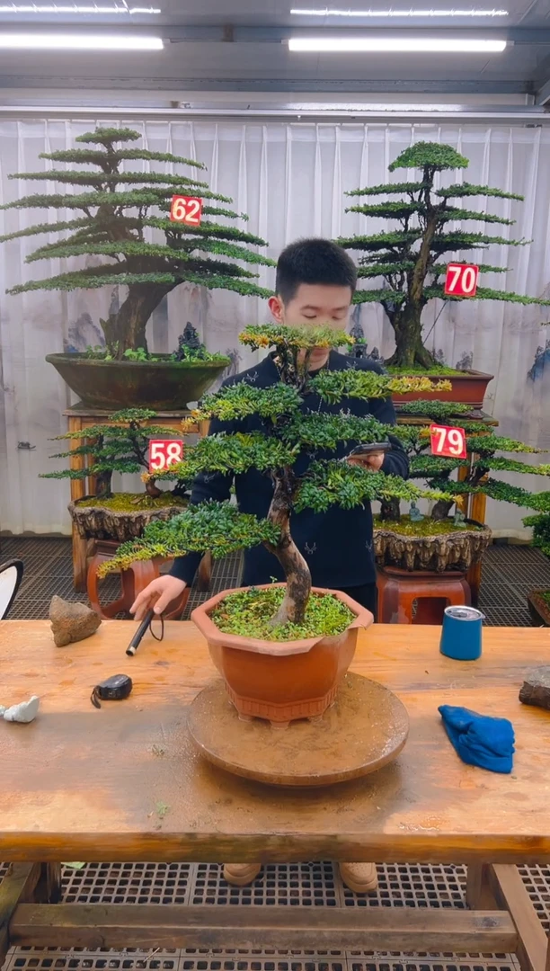 无花朵D***a精品盆景直播间一物一拍