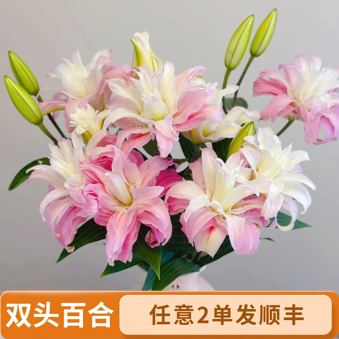多头戴安娜重瓣百合--任意两单顺丰包邮